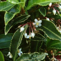 Ardisia crenata Sims